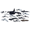 Dolphins - Dolphins - Dauphins - Delphinidae