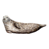 Gray seal - Gray seal - Gray seal