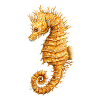 Seahorse - Seahorse - Hippocampe