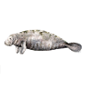 Manati - Manatee - Lamantin
