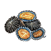 Patelles - fruits de mer - patelle