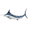 Blue Marlin - Blå marlin - Espadon - Fisk