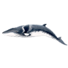 Minke - rorqual Petit - Zwergwal