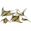 Tarapacana Mobula Stingray - Devil Fish - Raie