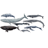 Baleines - Baleines - Baleines - mysticètes