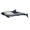 Melon head dolphin - Peponocephala electra