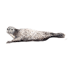 Phoca vitulina - Foca - Phoque - Phoque