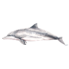 Tucuxi - River dolphin - Sotalie