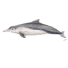Australian dolphin - Dolphin Sousa sahulensis