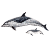 Spotted dolphin