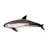 Vaquita marina - Mexican porpoise - Marsouin