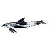 White-beaked dolphin - White beaked dolphin