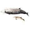 Cuvier-Schnabelwal - Cuvier-Schnabelwal Schnabelwal