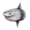 Arlequin - océan arlequin - Mola mola Poisson Lune
