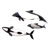 Commerson Delfin - dauphin de Commerson - Tonina