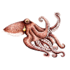 Octopus - Octopus vulgaris - Octopus Poulpe Pieuvre