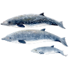 Blainvilles Næbhval - næbhval - Baleine à bec