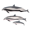 Fraser dolphin - Fraser's dolphin - Dauphin