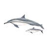 Dolphin acrobat - Long-beaked dolphin - Dauphin