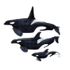 Orca - Schwertwal - ecause