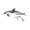 Striped dolphin - Striped dolphin - dauphin