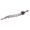 Trumpetfish - Trumpetfish - poisson trompette