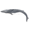 Finnwal - Finnwal - Rorqual commun