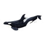 Orca - orque - arce