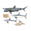 Requins - Requins - Requins