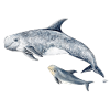 Calderón gray - Grampus dolphin - Dauphin de Risso