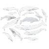 Whales - Baleines - Whales