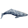 Grauwal - Grauwal - Baleine grise