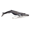 Yubarta - Baleine à bosse - Buckelwal