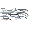 diversité baleines fond transparent