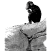 Music Monkey