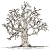 Knotty oak