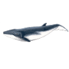 baleine Bebe Bryde - Bébé Baleine