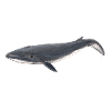 Baby Whale - Sei whale calf - bébé baleine