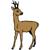 Roe