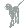 bracke hund