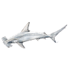requin Martillon - requin-marteau - Réquin