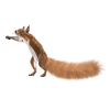 squirrel