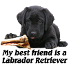 Labrador Retriever_schwarz