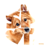 NASSU Finnish Spitz 01