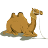 camel