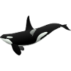 Orca