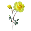 Yellow roses
