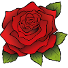 Red rose