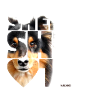 NASSU Sheltie 13