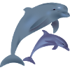 Dolphins